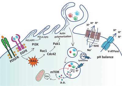 Macropinocytosis: A Metabolic Adaptation to Nutrient Stress in Cancer